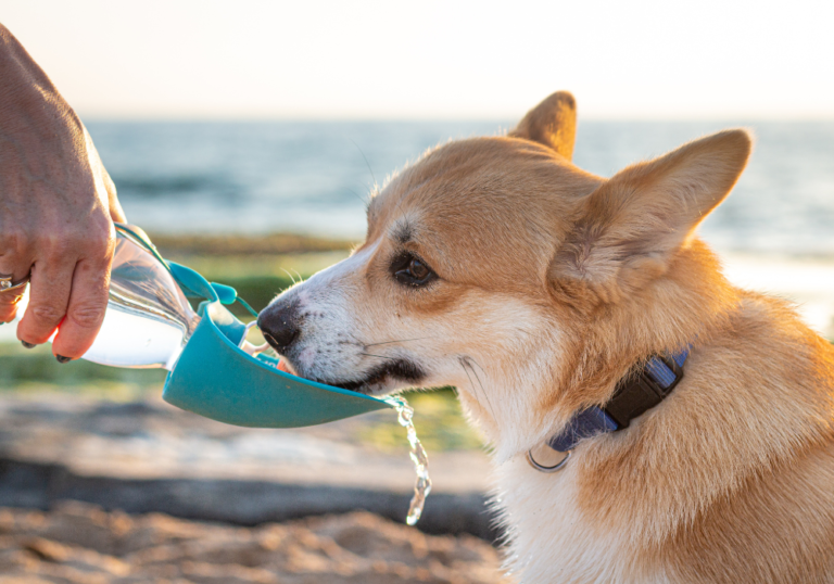 Why is Your Dog Drinking a Lot of Water?