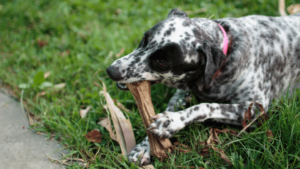 Are Dogs Carnivores? Understanding Their Die
