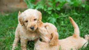 Hypoallergenic Dog Food: Benefits & Tips