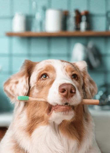Expert Pet Dental Cleaning & Care