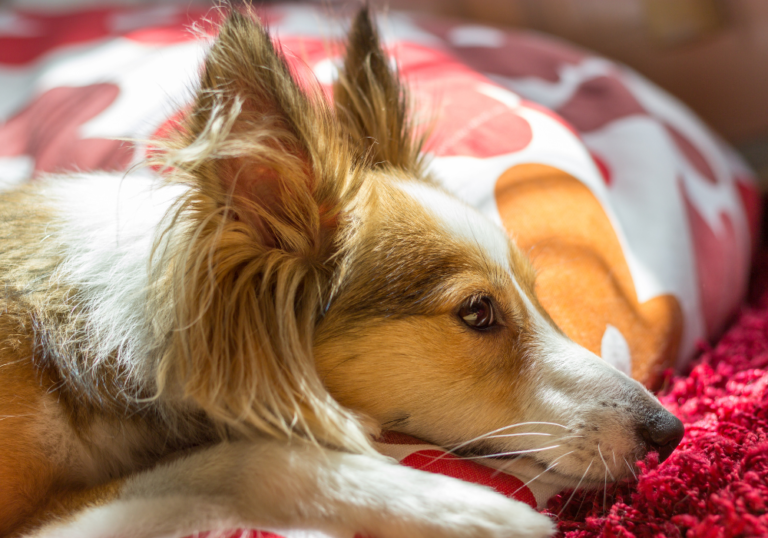 Dog resting on colorful pillows, illustrating signs of pet depression and mental well-being concerns, relevant to Acacia Pet Clinic's focus on veterinary mental health services.