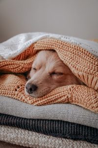 Canine Influenza: Signs, Symptoms & Treatment