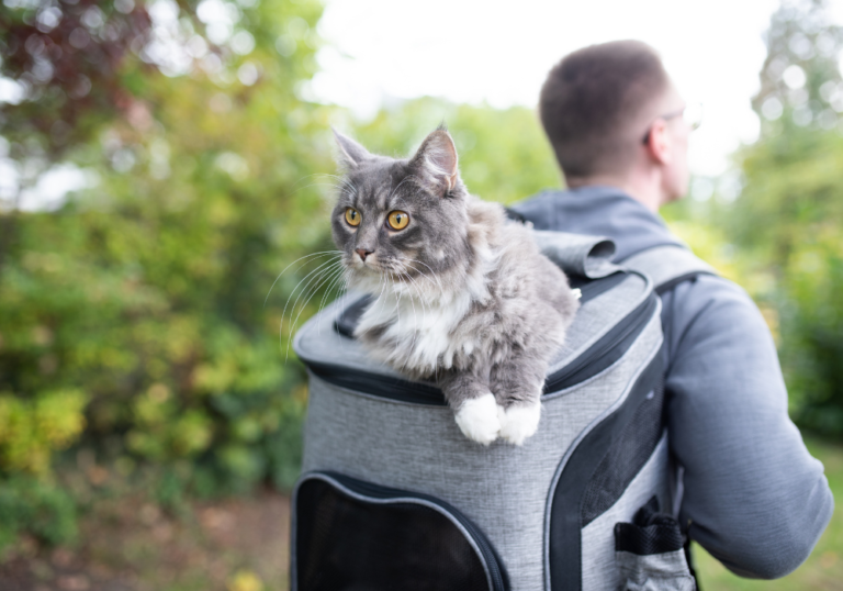 Cat Backpacks