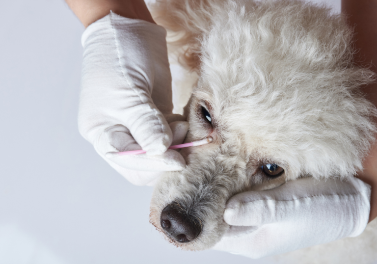 Dog Eye Infection: Symptoms, Causes & Treatment Options