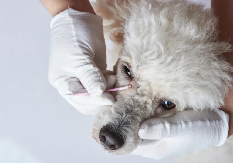 Dog Eye Infection: Symptoms, Causes & Treatment Options