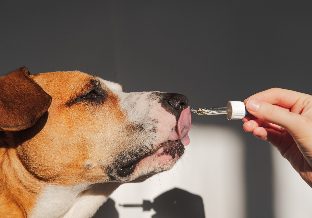 Dog Vitamins and Supplements
