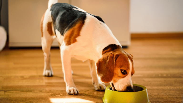 How to Design a Balanced Diet for Your Dog