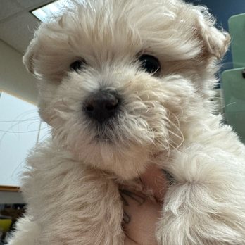 Dog Cold Symptoms: How to Tell If Your Pup Is Actually Sick