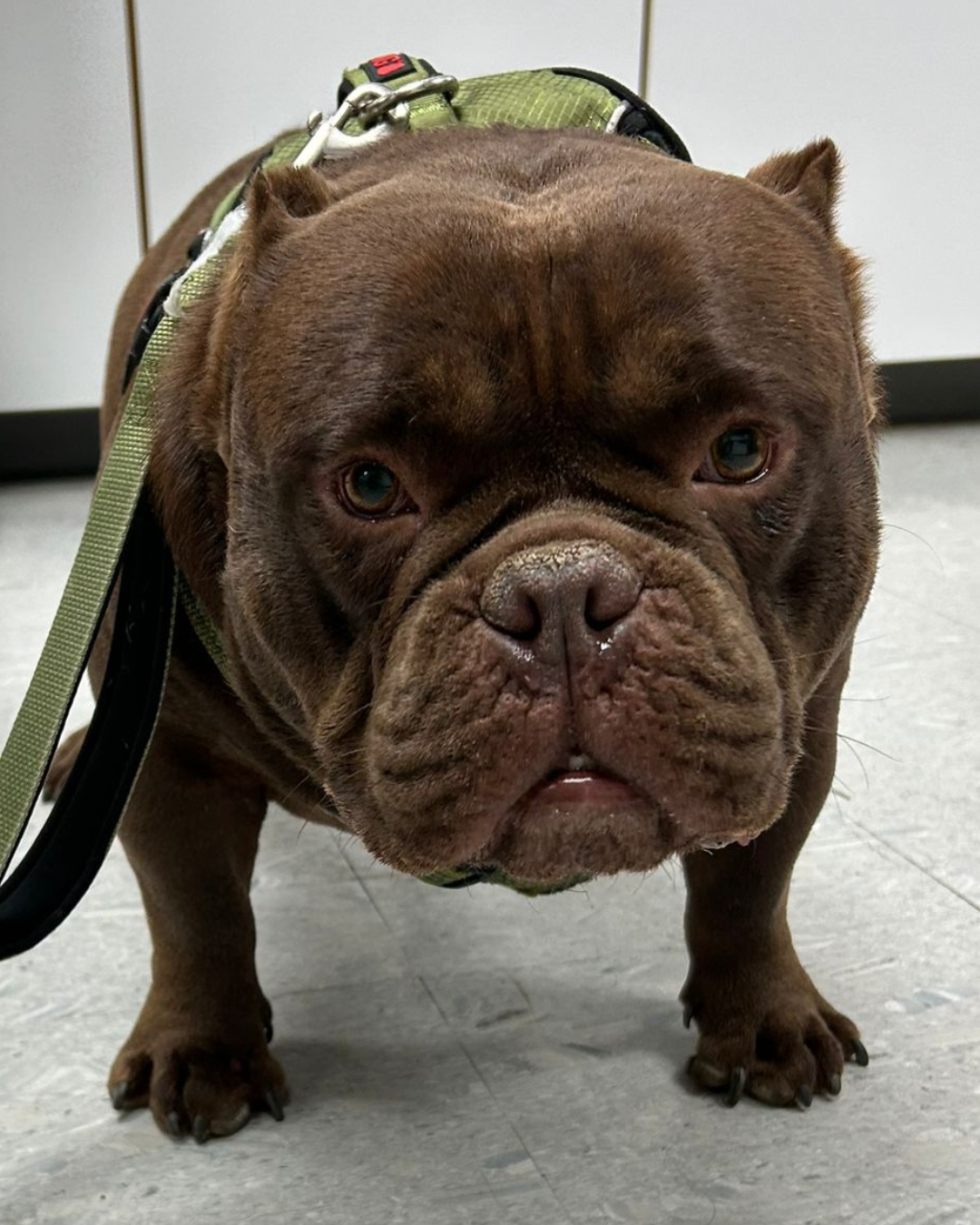 Brown French Bulldog in veterinary clinic, wearing a green harness, showcasing the clinic's pet care services.