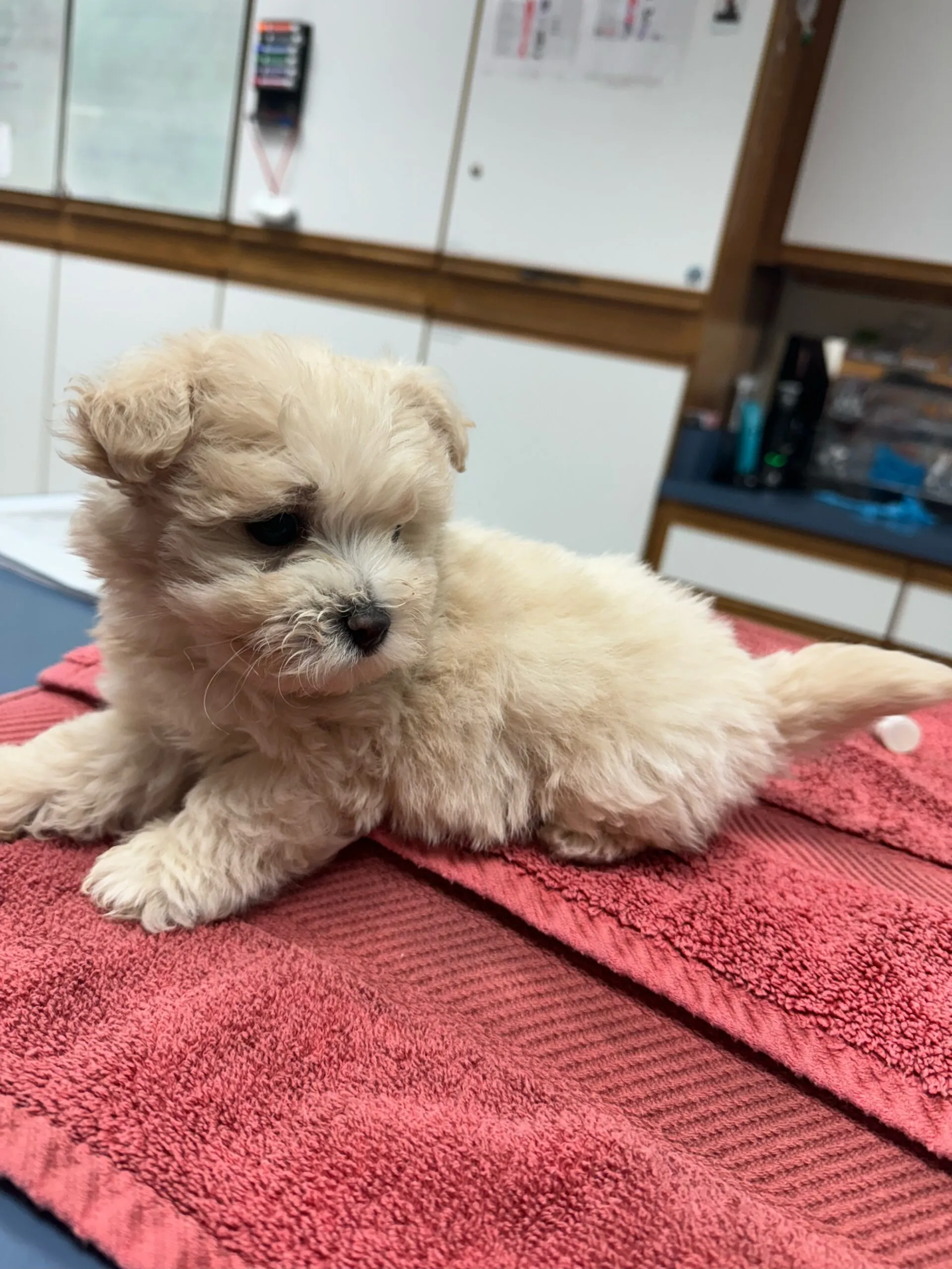 Fluffy light-colored puppy resting on a red towel in a veterinary clinic setting, representing Acacia Pet Clinic's commitment to compassionate pet care.
