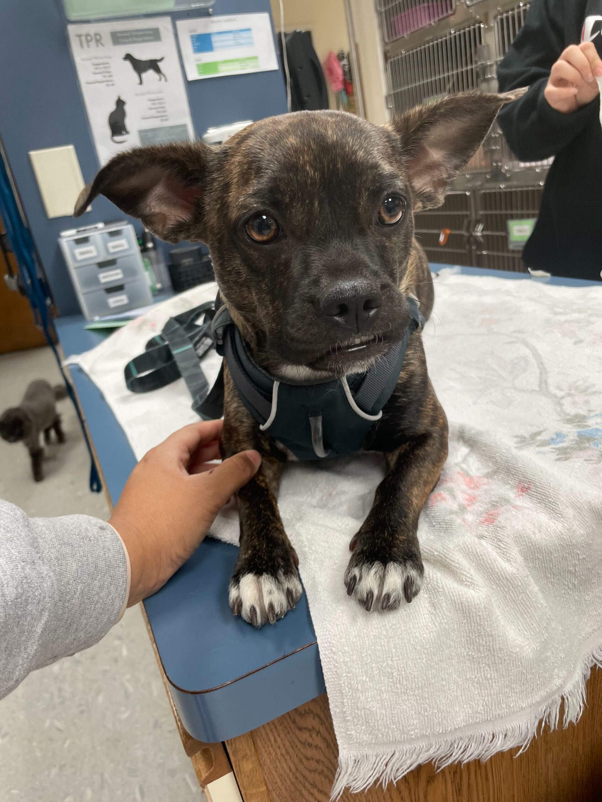 Brindle dog in harness on examination table at Acacia Pet Clinic, with veterinary staff in background and health information poster visible.