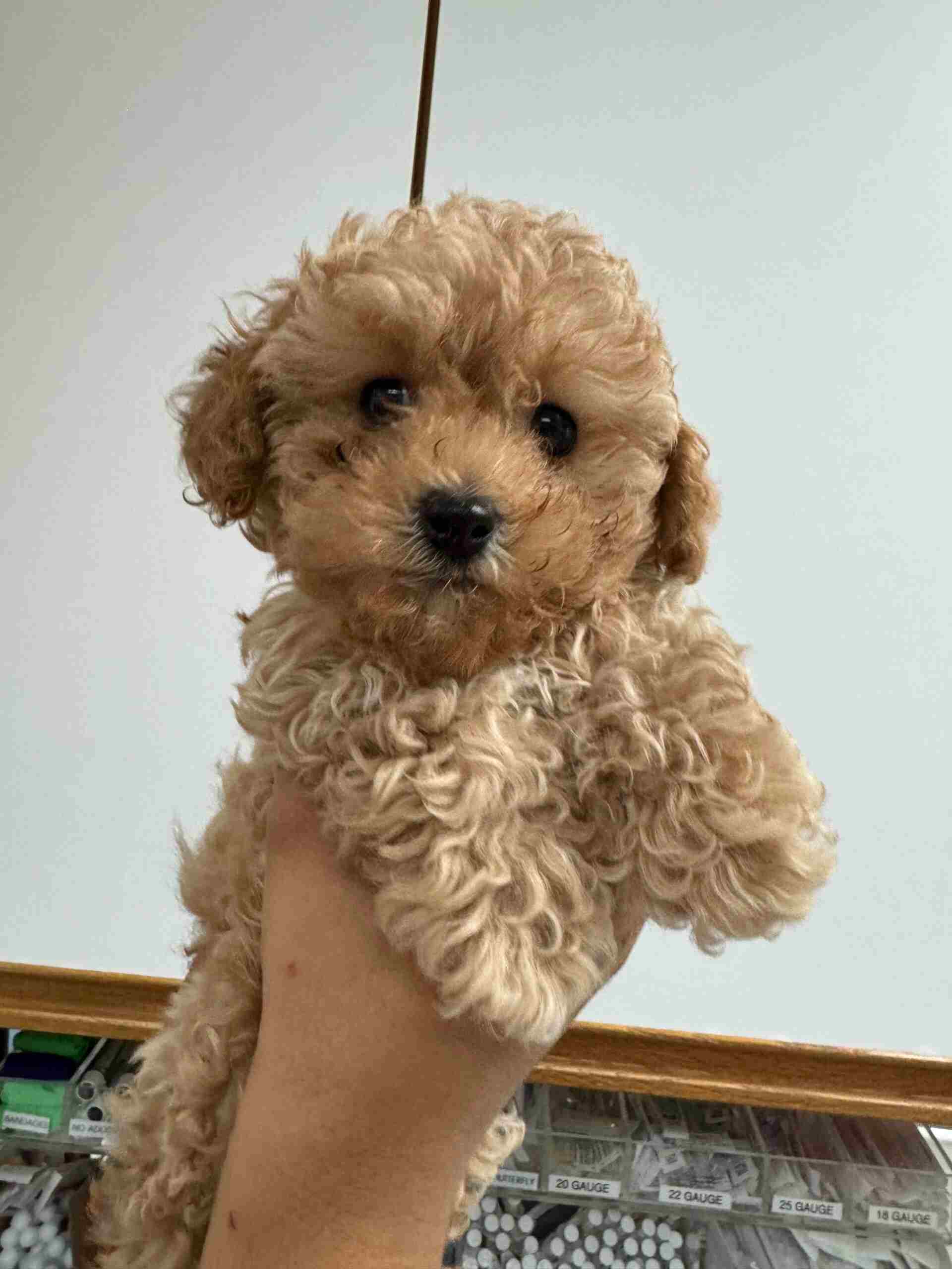Puppy being held in a veterinary clinic, showcasing the compassionate care at Acacia Pet Clinic in San Jose, CA.