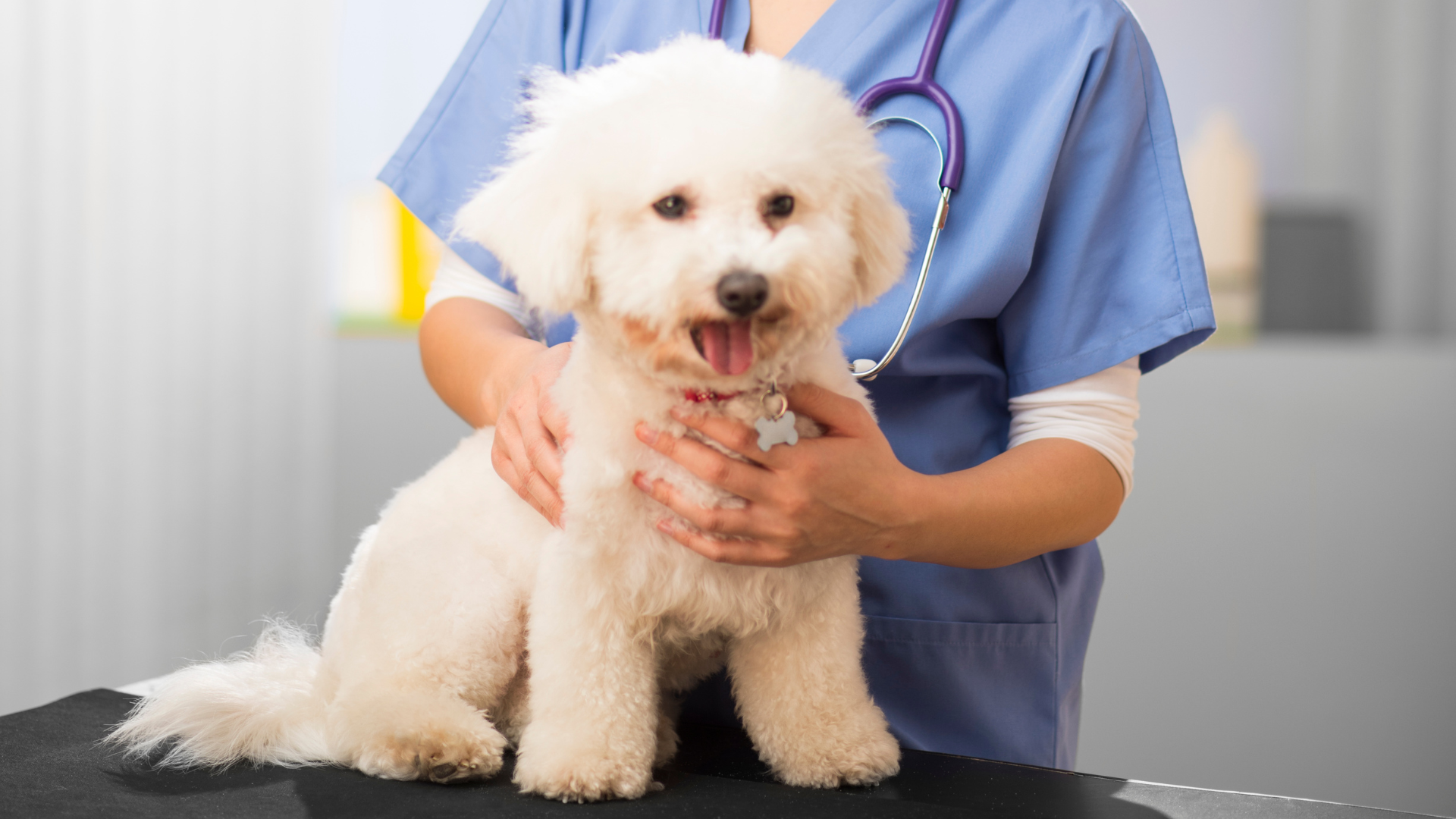 Veterinary professional in blue scrubs holding a small white dog, emphasizing compassionate care at Acacia Pet Clinic in San Jose, CA.