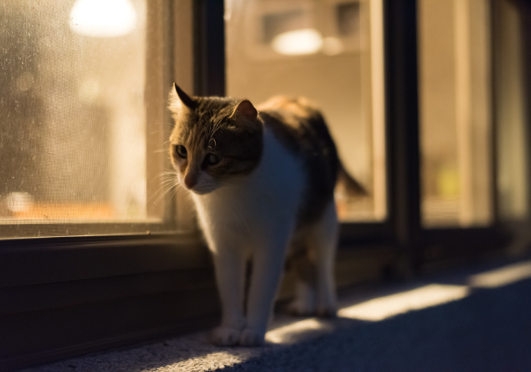 Managing Your Cat's Night-Time Activity