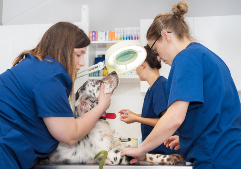 Medication Tips for Your Pet: A Comprehensive Guide