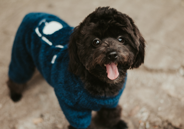 Dog wearing a cozy blue outfit, showcasing pet clothing options for comfort and style.