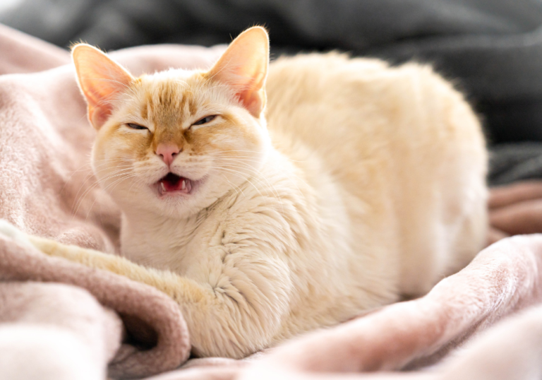 Pets Have Allergies Too: Understanding and Managing Your Furry Friend's Allergy Symptoms
